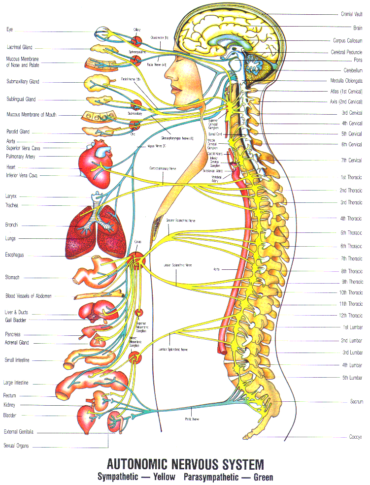 autonomic-nervous-system-diagram