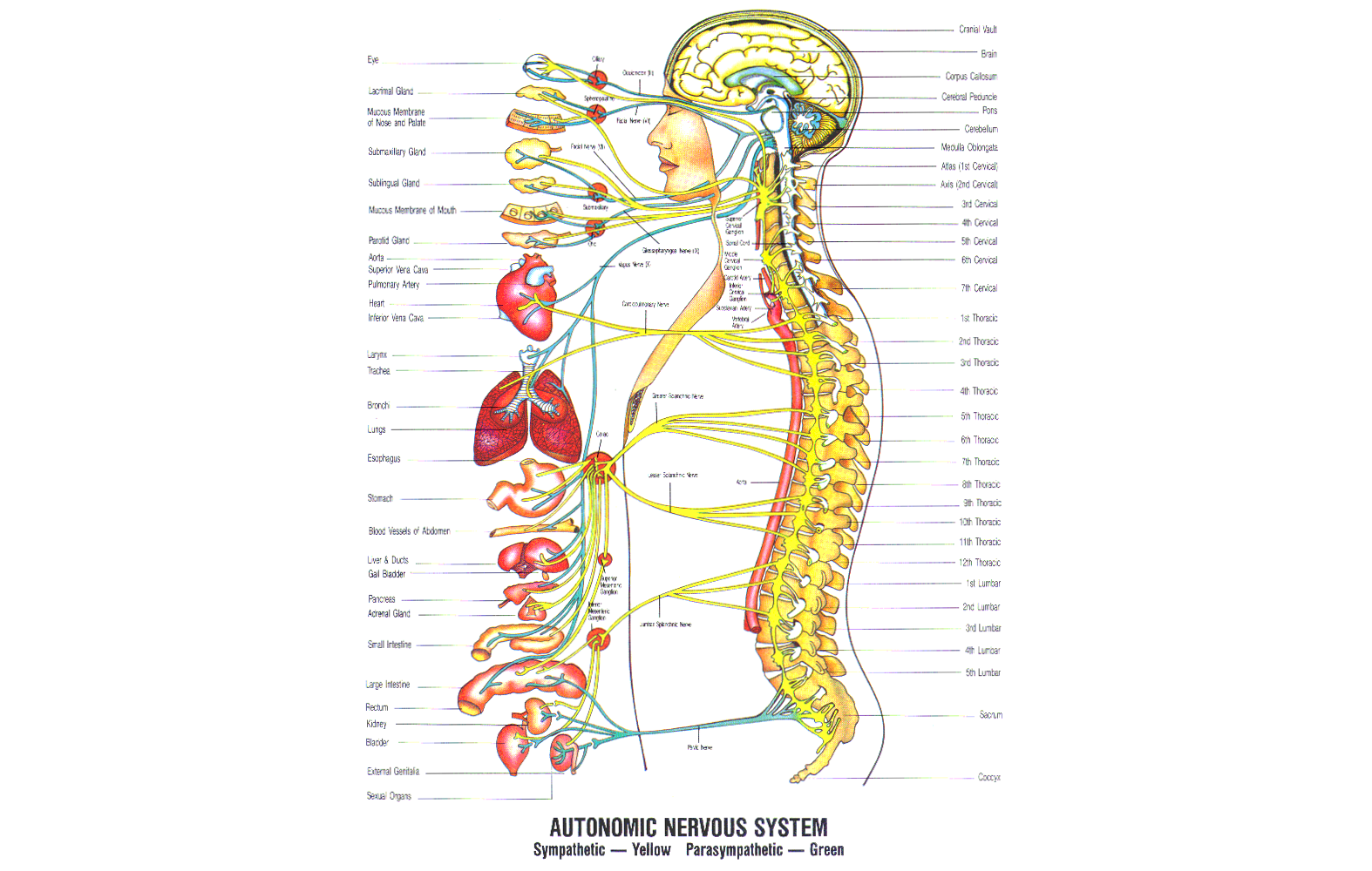 Autonomic Nervous System Diagram Autonomic Nervous System Diagram